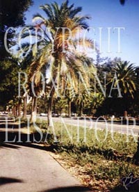 palm trees